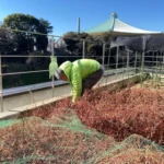 神田藍2024収穫タネ・柳森神社・神田神社に奉納ご祈祷します