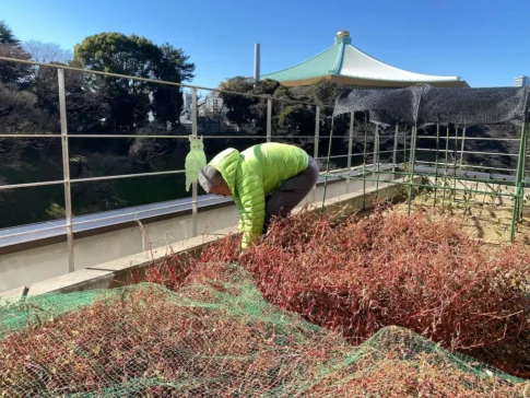 かがやきプラザ藍刈り取りと、交流タネ取り [2025-01-29]