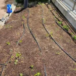 半蔵門縁日への出店 [2025-04-05]