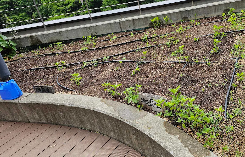 かがやきプラザ [2025-04-26]