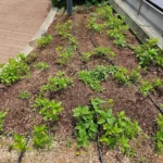 千代田の暮らし方ガイドに神田藍の会が掲載されました。[2025-05-20]