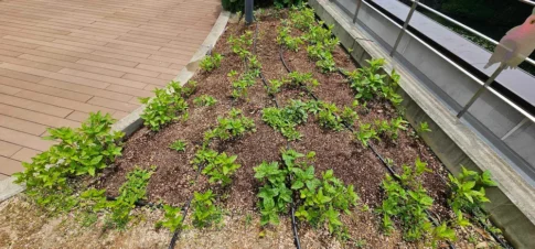 かがやきプラザ [2025-05-16]