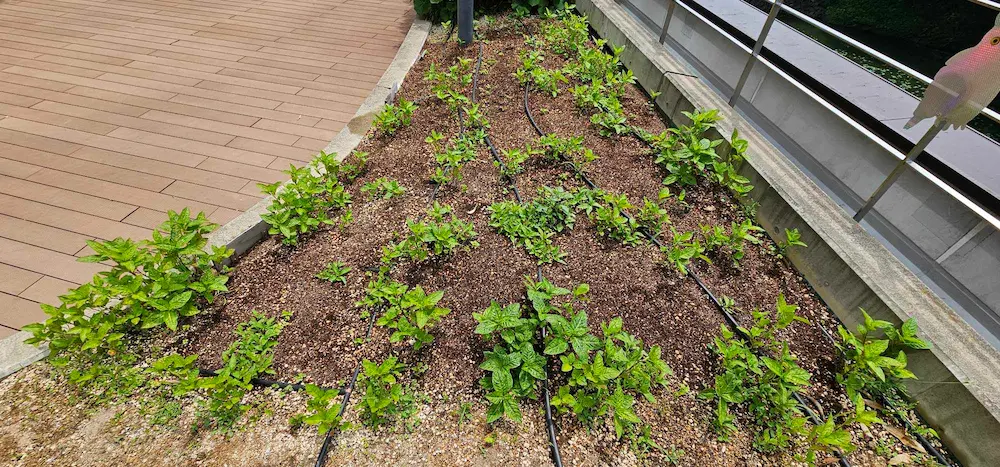 かがやきプラザ [2025-05-16]