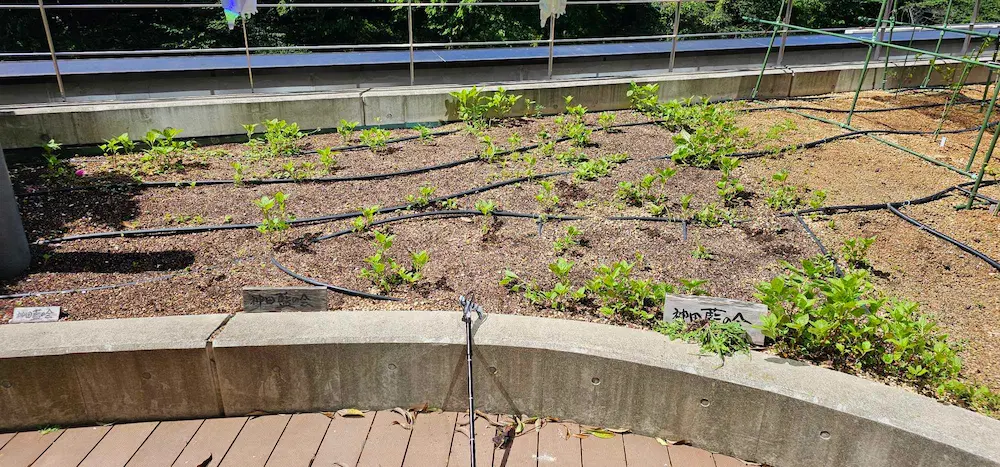 かがやきプラザ [2025-05-07]