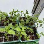 かがやきプラザ [2025-06-04]