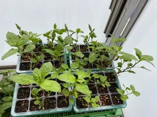 東松下町都市まち研 [2025-06-04]