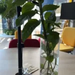 かがやきプラザ [2025-06-09]