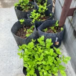 かがやきプラザ [2025-06-04]