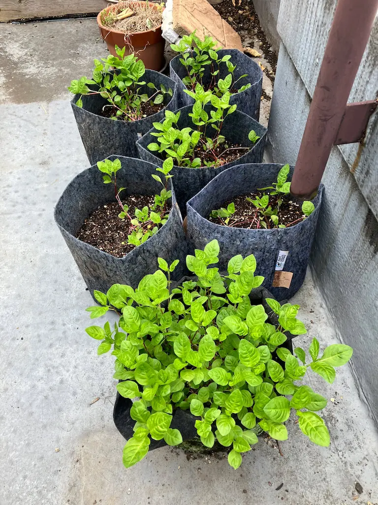 内神田ハゴロモ [2025-06-05]