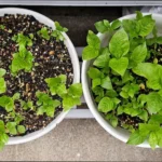 6月の定例会・神田藍の会ラジオ日程