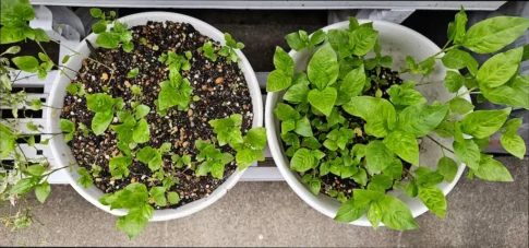 淡路町ヴィサージュ [2025-06-02]