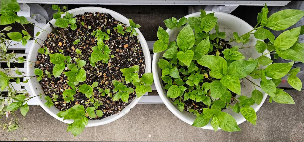 淡路町ヴィサージュ [2025-06-02]