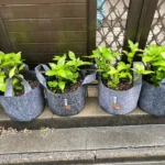 東松下町都市まち研 [2025-06-04]