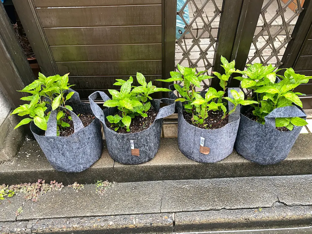 神田錦町に里子にでました。大きくなぁれ！