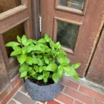 興産信用金庫神保町支店  [2025-06-24]