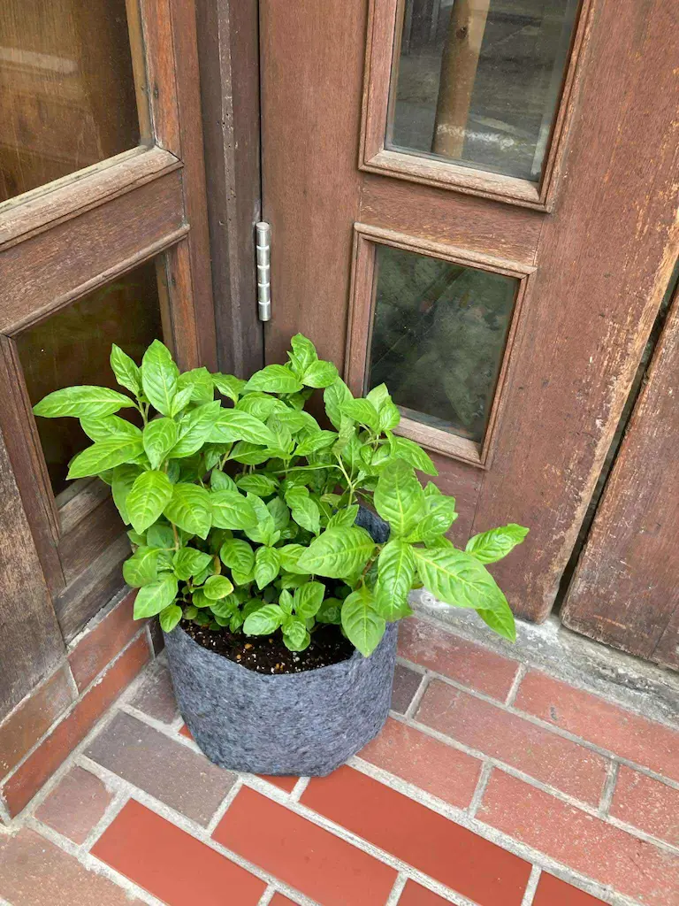 神田鍛冶町watage [2025-06-24]