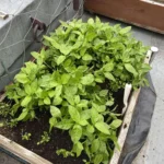 興産信用金庫神保町支店  [2025-06-24]