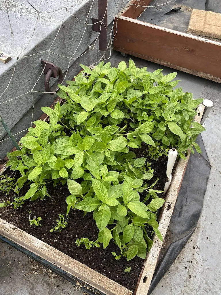 内神田ハゴロモ [2025-06-24]