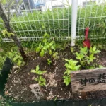 7月の定例会・神田藍の会ラジオ日程