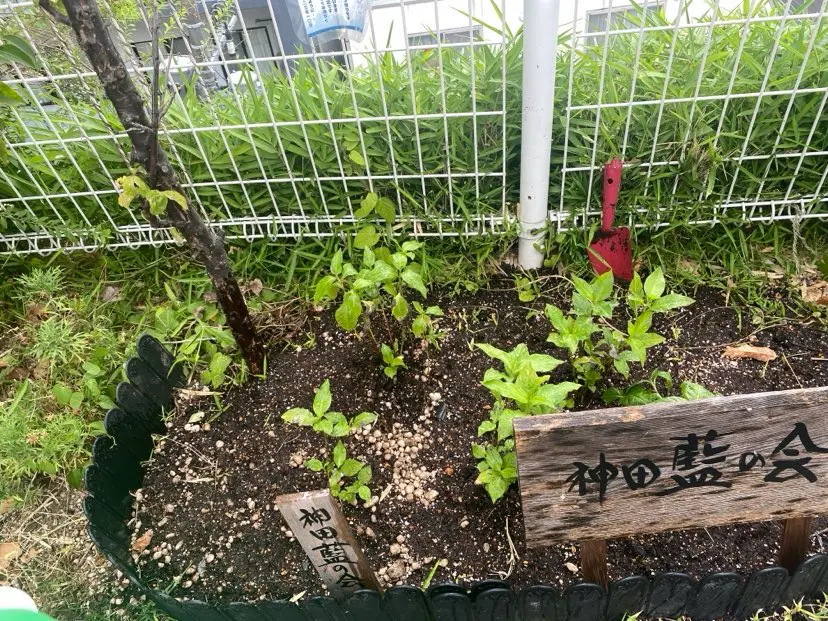 神田明神様に藍の植え替えをしました。[2025-06-30]