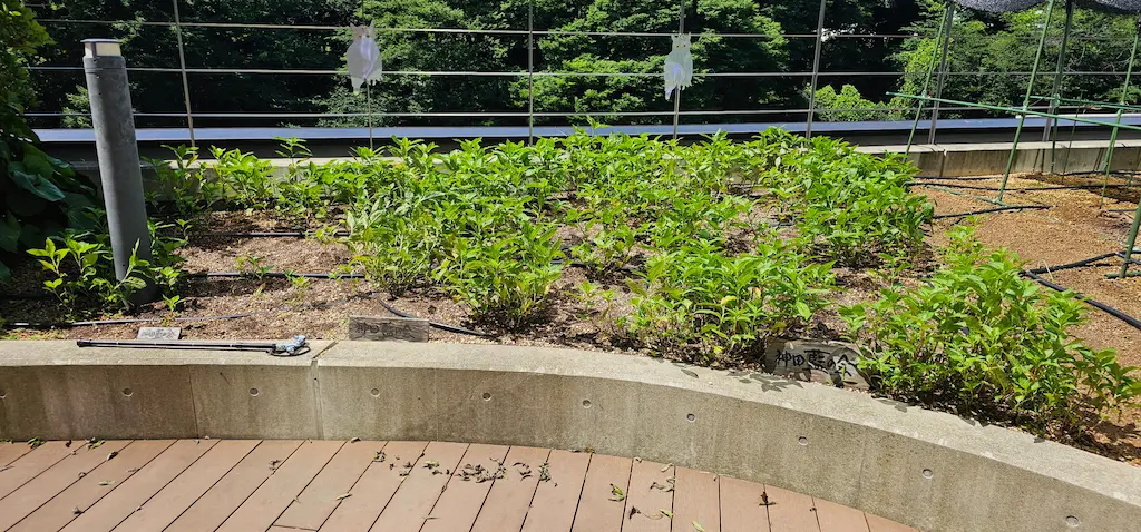 かがやきプラザ [2025-06-16]