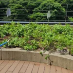 神田鍛冶町watage [2025-06-24]