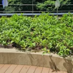 神田明神様に藍の植え替えをしました。[2025-06-30]