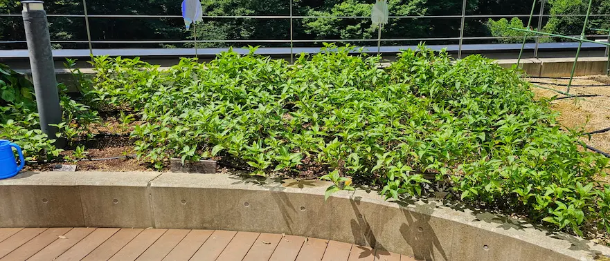 かがやきプラザ [2025-06-29]