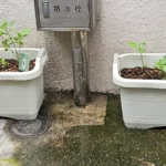 正則学園化学部さん [2025-07-03]