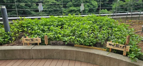 かがやきプラザ [2025-07-11]