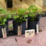 神田明神 [2025-07-13]