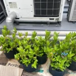 かがやきプラザ [2025-07-11]