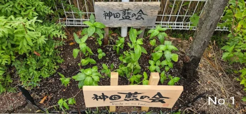 神田明神 [2025-07-13]