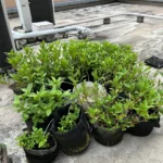 神田明神 [2025-07-13]