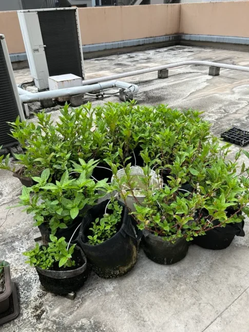 東京楠堂 [2025-07-14]