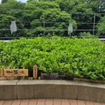 大和ハウスさん 生葉染め体験 [2025-07-28]