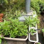 夏の藍 生葉染め [2025-08-08]