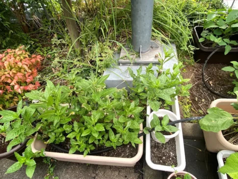 正則学園高等学校 [2025-08-07]