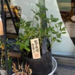 神田橋安田ビル [2025-08-27]