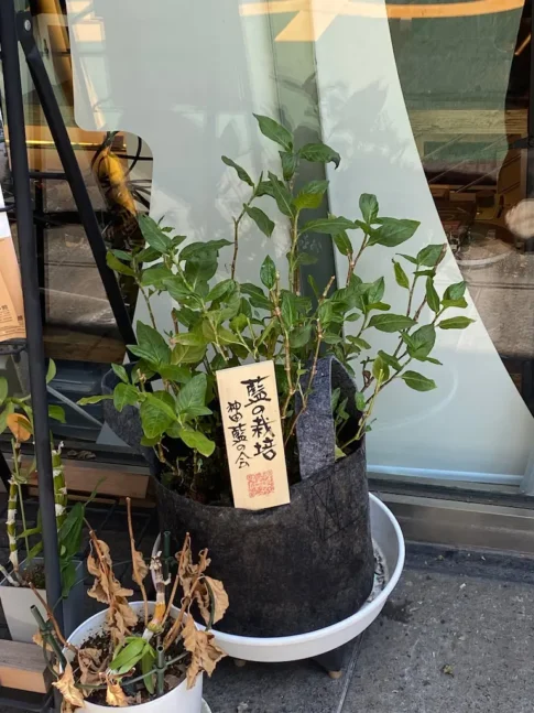 楓屋 [2025-08-30]