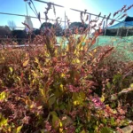 4月の定例会・神田藍の会ラジオ日程