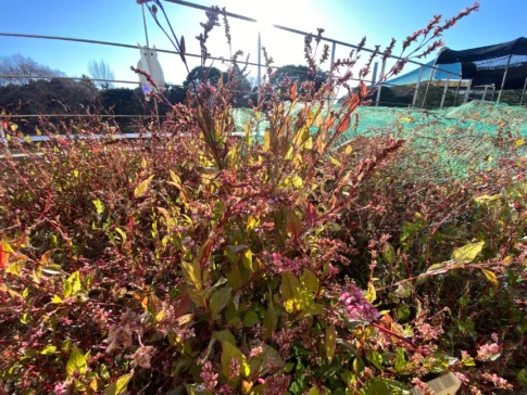 神田藍の会オープンデイのお知らせ