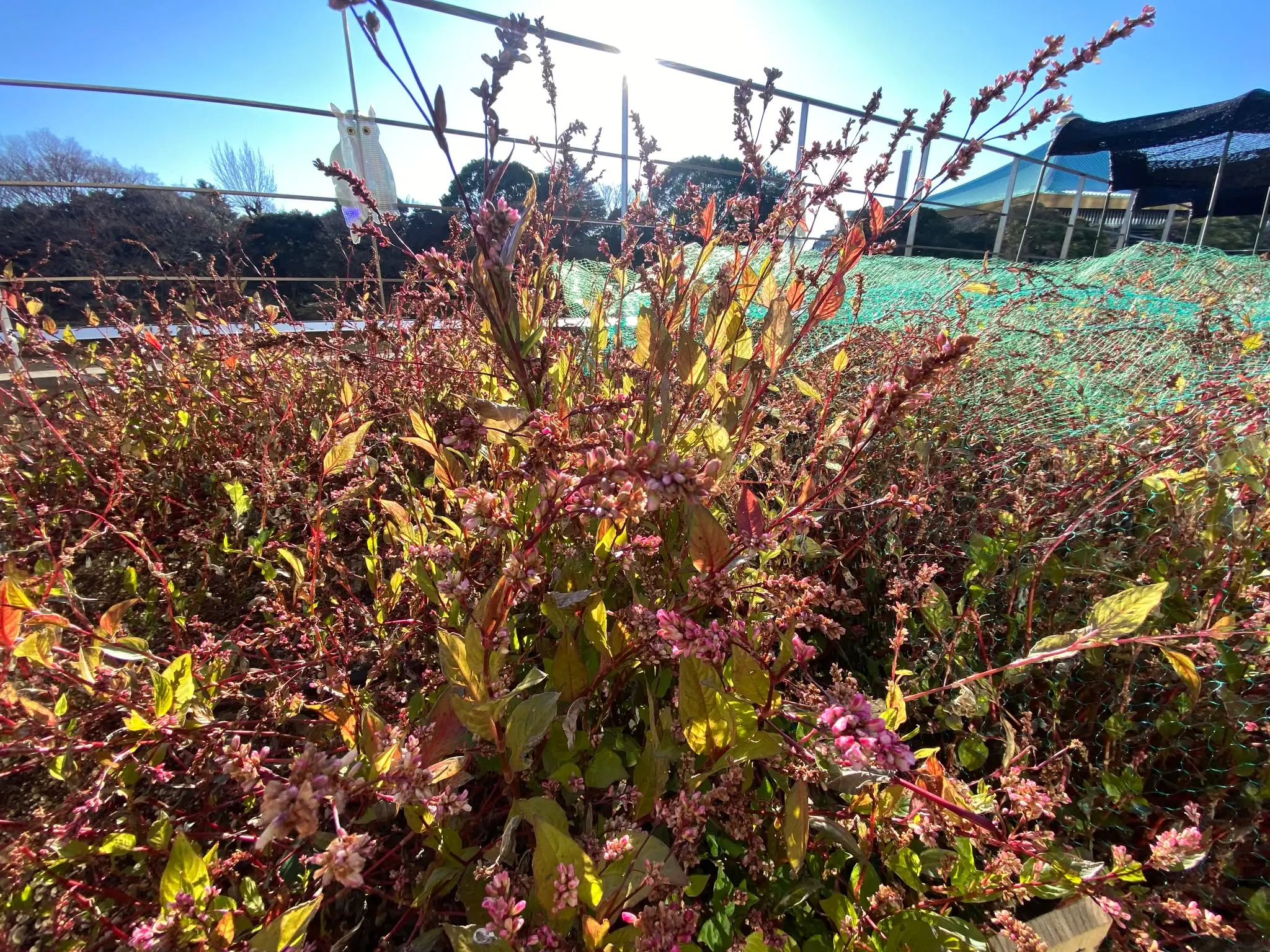 神田藍の会オープンデイのお知らせ