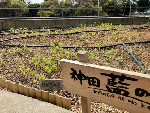 神田藍の会オープンデイのお知らせ