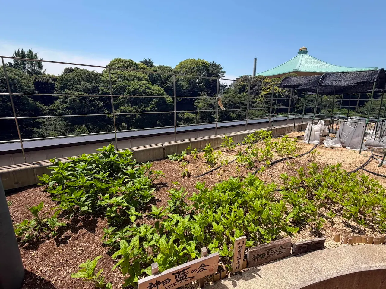 かがやきプラザ苗の植え替えサロン