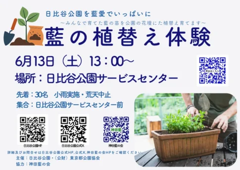 藍の植替え体験